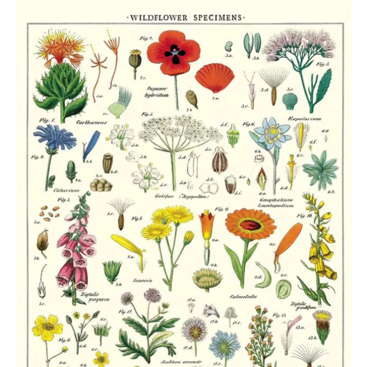 Affiche Cavallini Fleurs Sauvages - Image 2