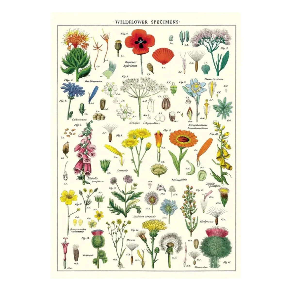 Affiche Cavallini Fleurs Sauvages - Image 3