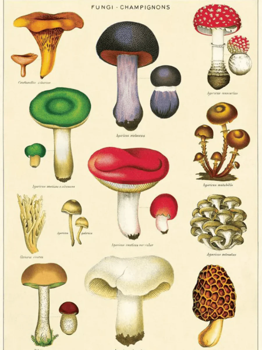 Affiche Cavallini Fungus Champignons 2