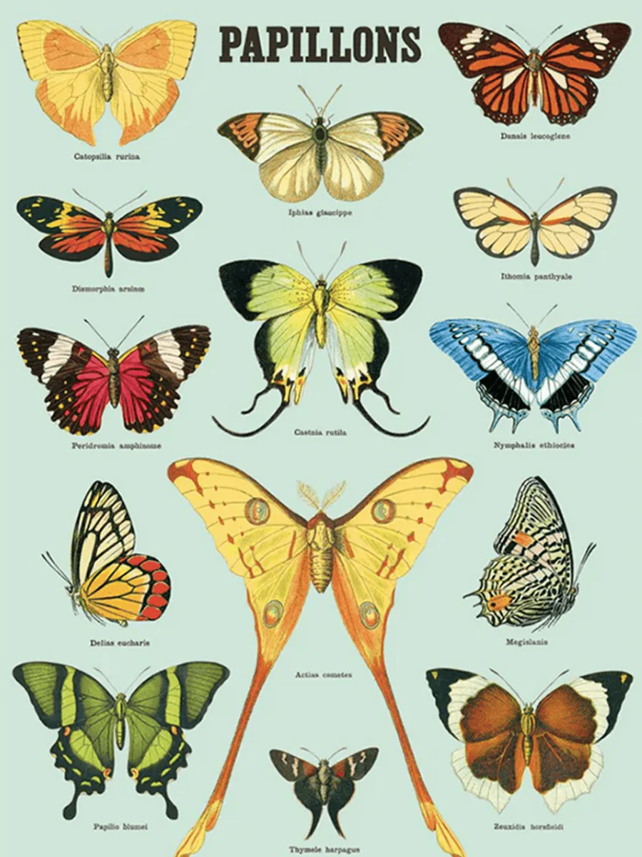Affiche Cavallini Papillons