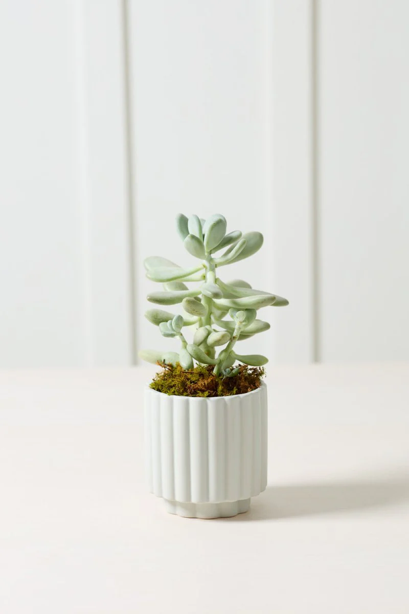 Cache-Pot Carmen 4.5 x 4.5 AD Bleu Clair