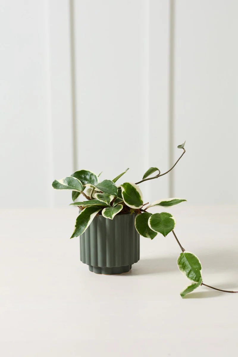 Cache-Pot Carmen 4.5 x 4.5 AD Vert Foncé