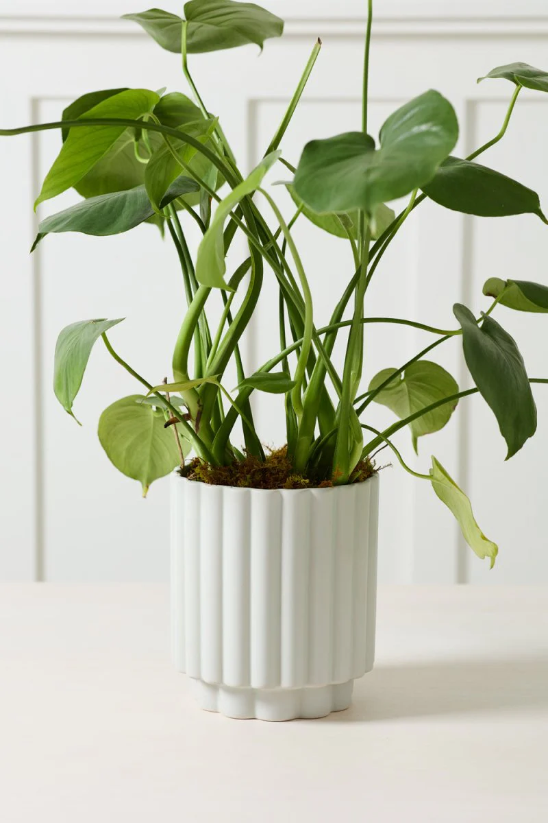 Cache-Pot Carmen 7.25 x 8.25 AD Bleu Clair