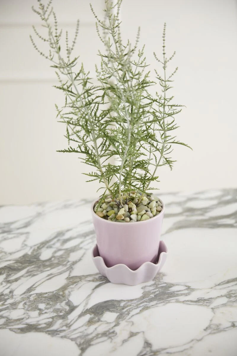Cache-Pot Springvale Lilas 5.25 x 5 AD