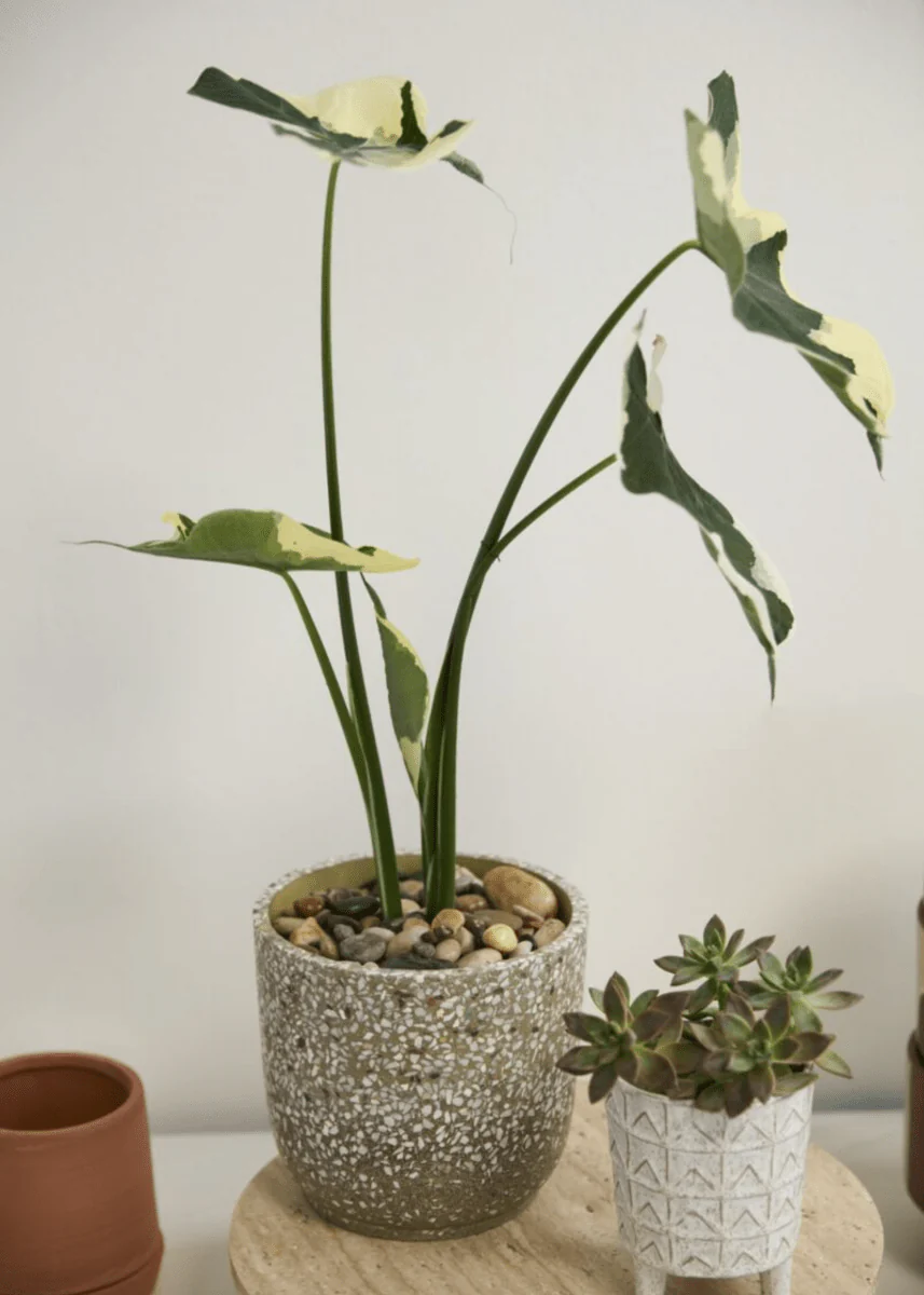 Cache-Pot Verde 7 x 6.5 AD SOLDE - Vente Finale