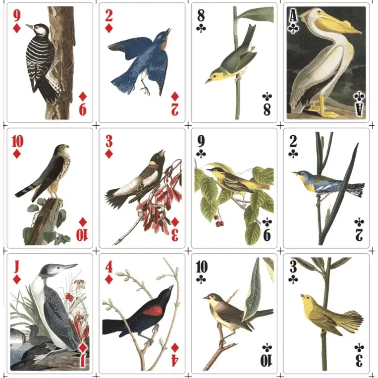 Jeu de cartes 3D Oiseaux Kikkerland - Image 4