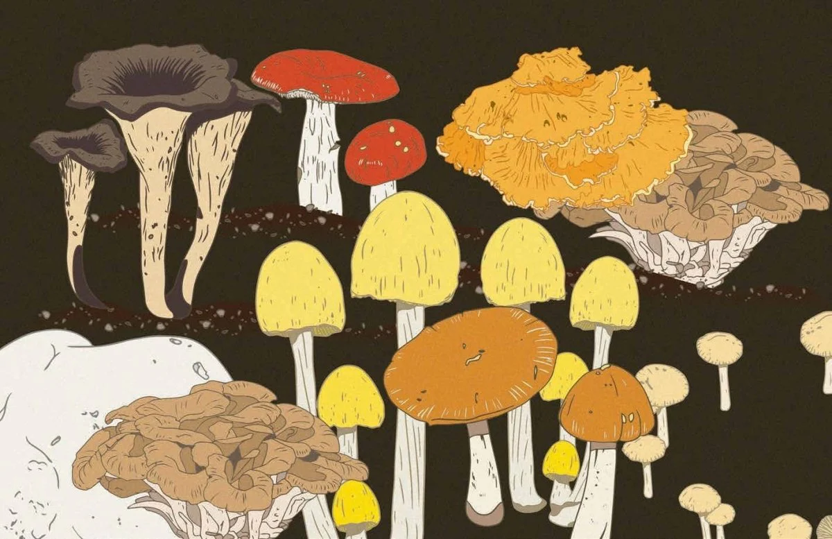 Livre Mushrooms Chronicle Books - Image 8