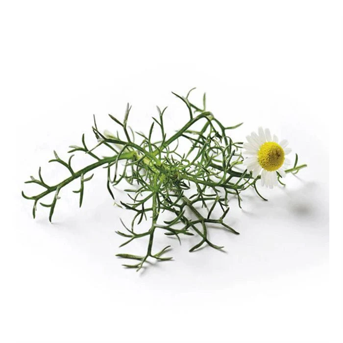 Semences de Fleurs Piccolo Seeds - Image 13
