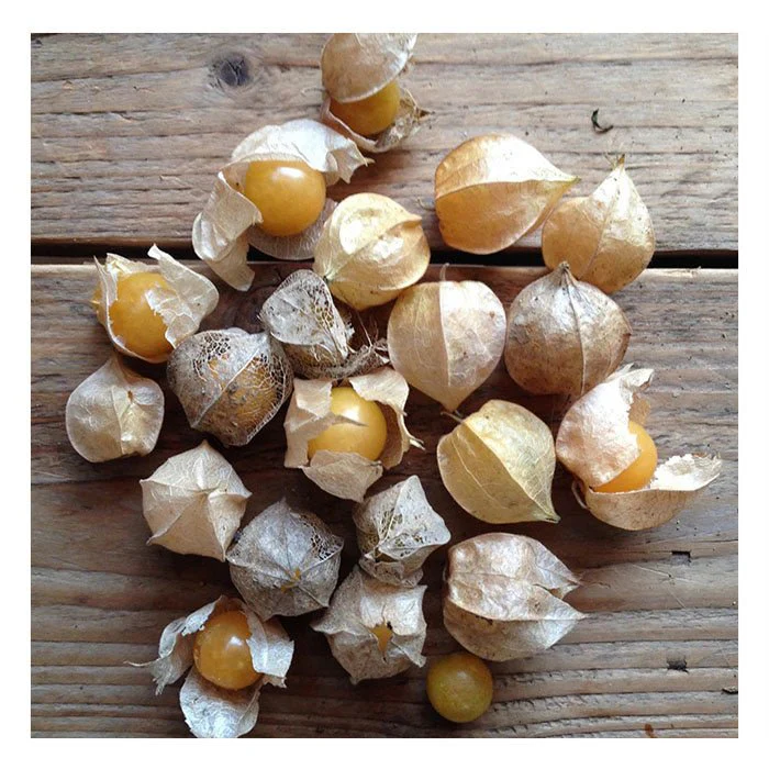 Semences de Fruits Piccolo Seeds (3 variétés disponibles) - Image 7