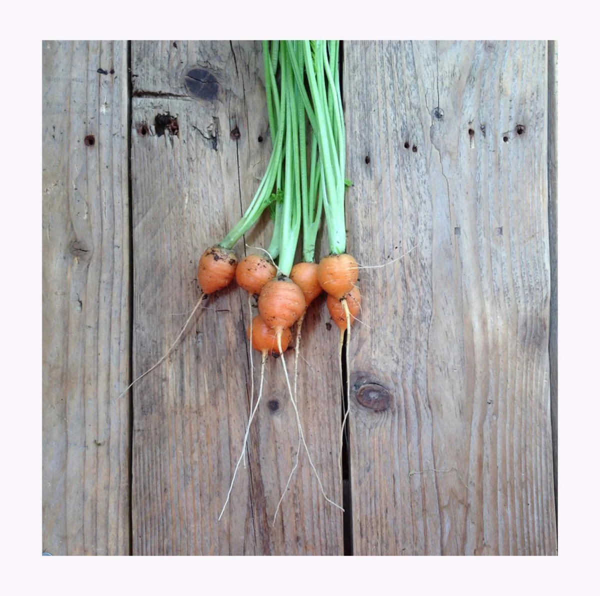 Semences de Légumes Piccolo Seeds (3 variétés disponibles) - Image 7